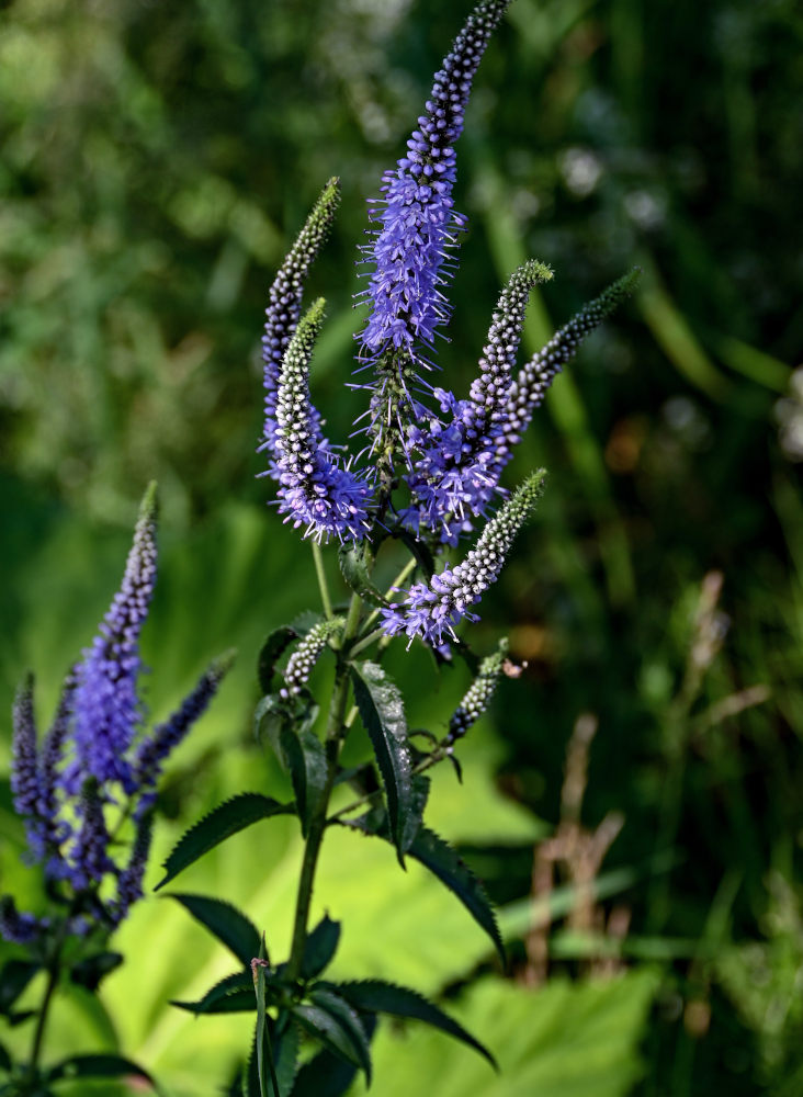 Изображение особи Veronica longifolia.