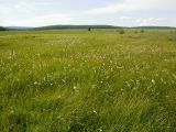 род Eriophorum. Белый аспект пушицы на заболоченном лугу. Читинская обл., 70 км С-З Читы, окр. оз. Большой Ундугун. 10 августа 2006 г.