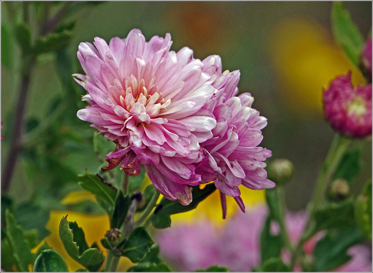 Image of Chrysanthemum indicum specimen.