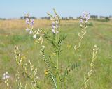 Astragalus sulcatus. Верхушка цветущего и плодоносящего растения. Ульяновская обл., Мелекесский р-н, долина р. Бирля, остепнённый луг с участками засоления. 12.08.2023.