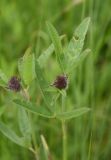 Trifolium alpestre. Бутонизирующее соцветие и погрызенные листья. Чечня, Шаройский р-н, 2 км к востоку от ур. Хиндушты, 1 км на юго-запад от Сигнальной горы, выс. 2170 м н.у.м., луг. 1 июля 2024 г.