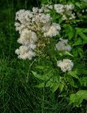 Filipendula ulmaria