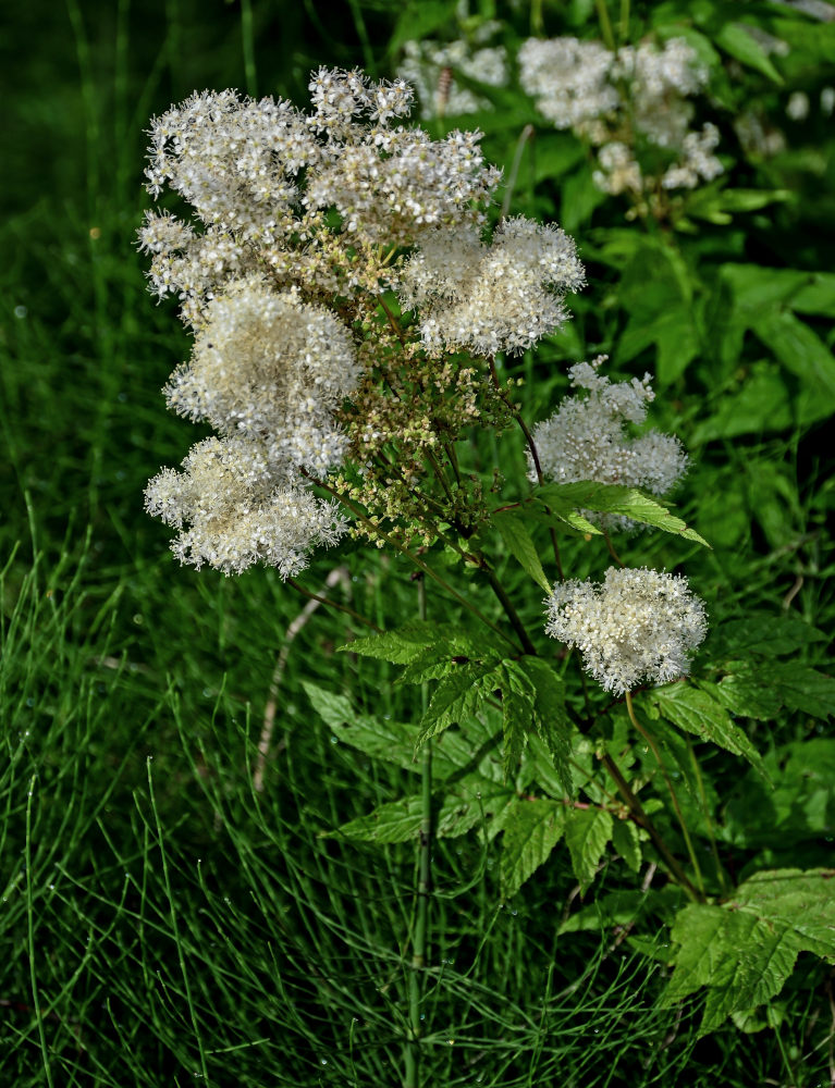 Image of Filipendula ulmaria specimen.