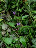 Solanum dulcamara. Верхушка цветущего растения. Московская обл., Волоколамский гор. округ, дол. р. Каменка, берег реки, у воды. 17.08.2024.