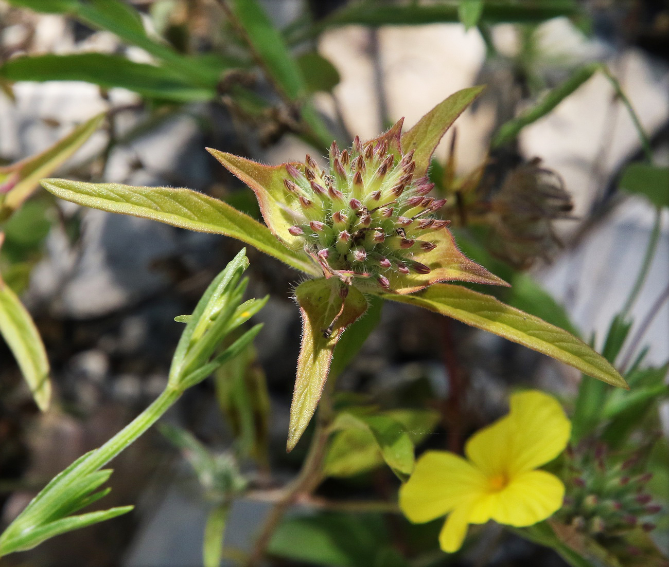 Изображение особи Ziziphora capitata.