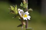 genus Euphrasia