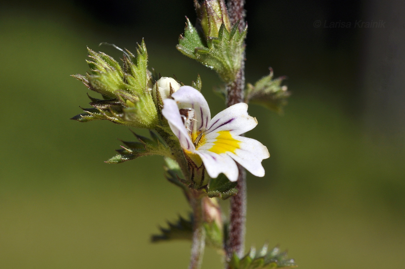 Image of genus Euphrasia specimen.