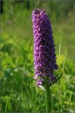 Dactylorhiza baltica. Соцветие. Тульская обл., окр. пос. Дубна, низинный луг в долине р. Дубна. 19.06.2010.