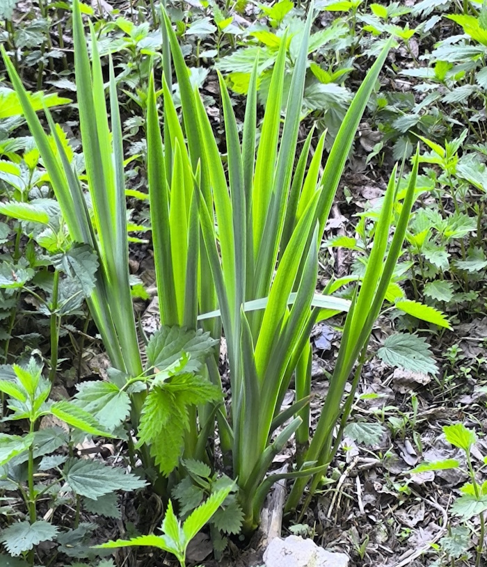 Image of Iris pseudacorus specimen.