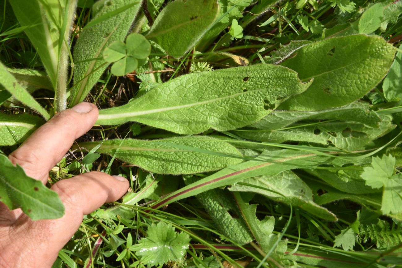 Image of Inula orientalis specimen.