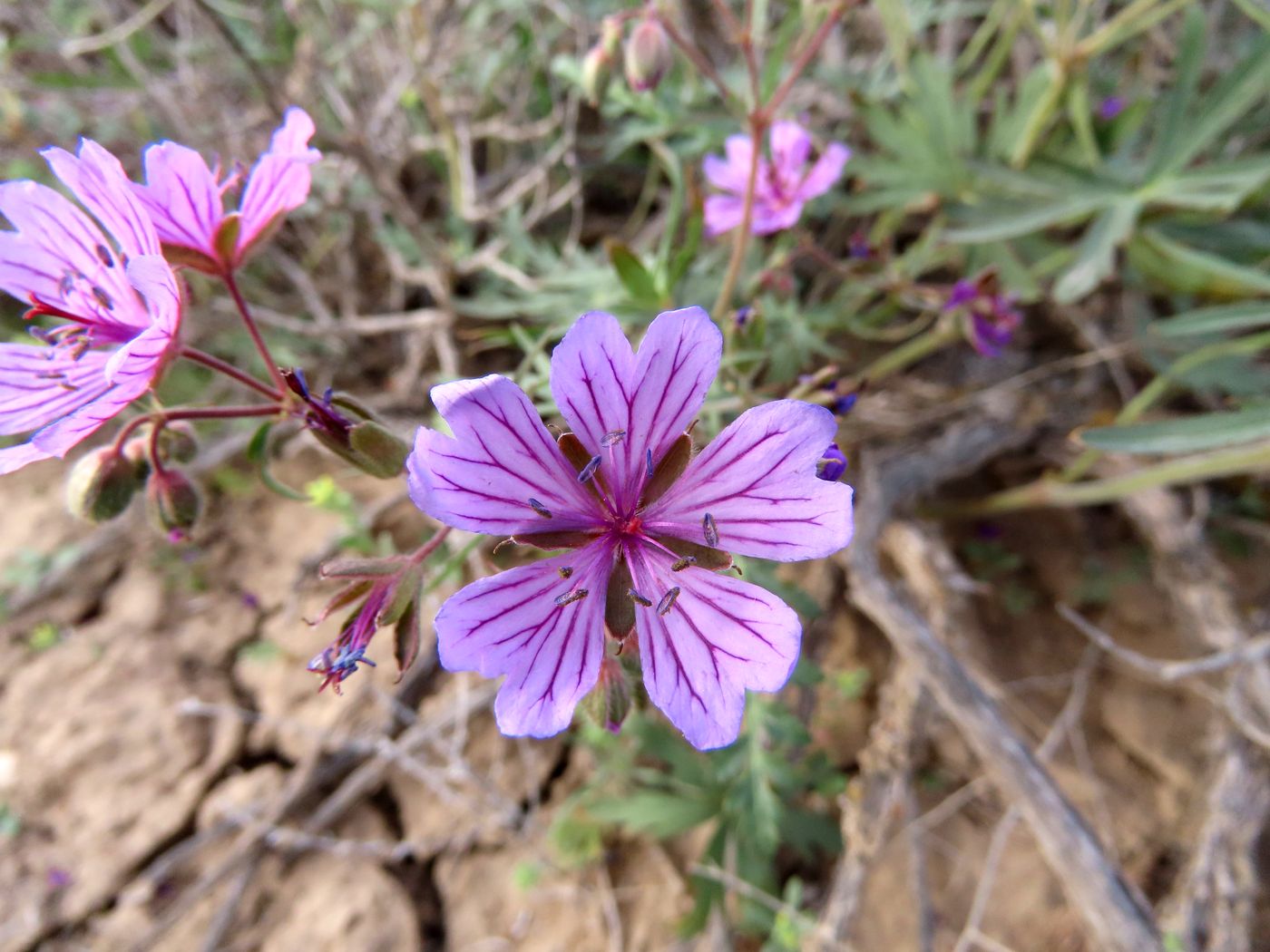 Image of Geranium transversale specimen.