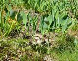 Смотреть изображение Polygonatum odoratum