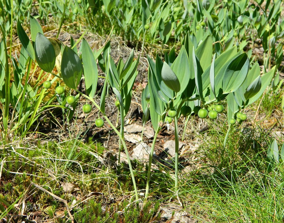 Изображение особи Polygonatum odoratum.