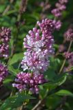 View full-size image Syringa × henryi