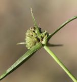 Смотреть изображение Cyperus michelianus