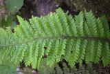 Смотреть изображение Polystichum aculeatum