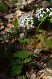 View full-size image Pachyphragma macrophyllum