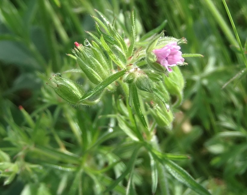 Изображение особи Geranium dissectum.