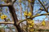 Cornus mas