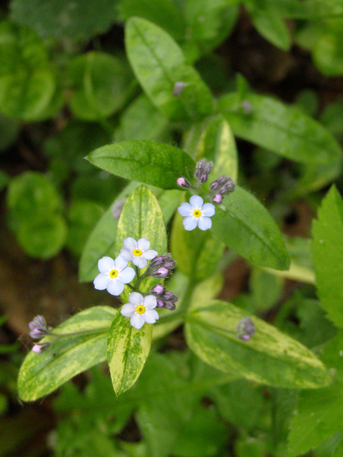 Image of Myosotis sylvatica specimen.