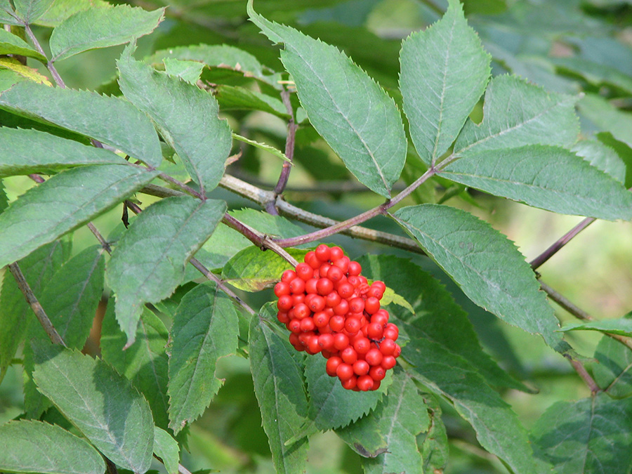 Image of Sambucus racemosa specimen.