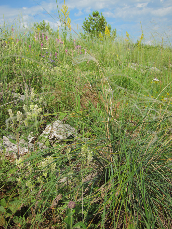 Image of Stipa pulcherrima specimen.