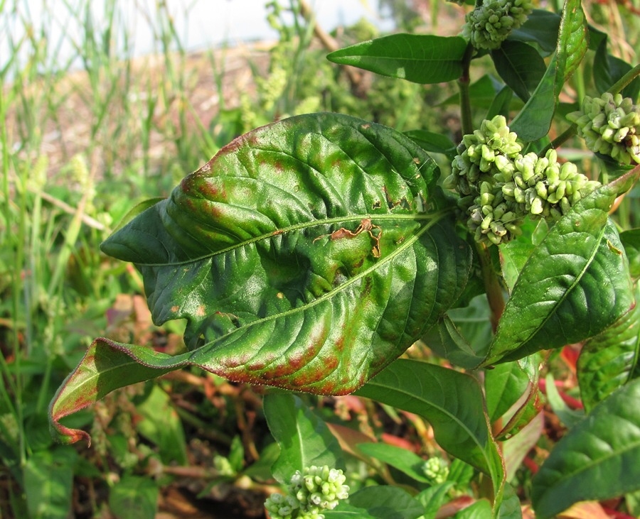 Image of Persicaria scabra specimen.