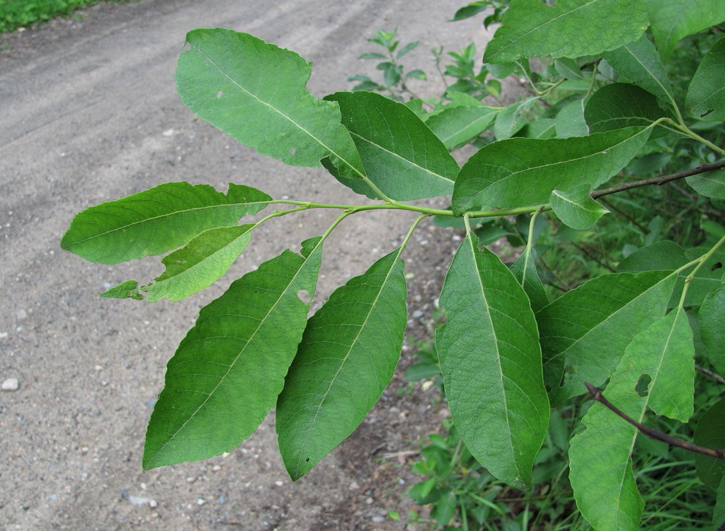 Image of Salix caprea specimen.