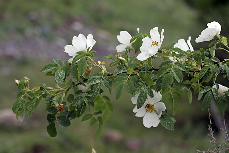 Изображение особи род Rosa.