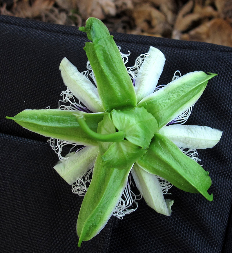 Image of Passiflora edulis specimen.