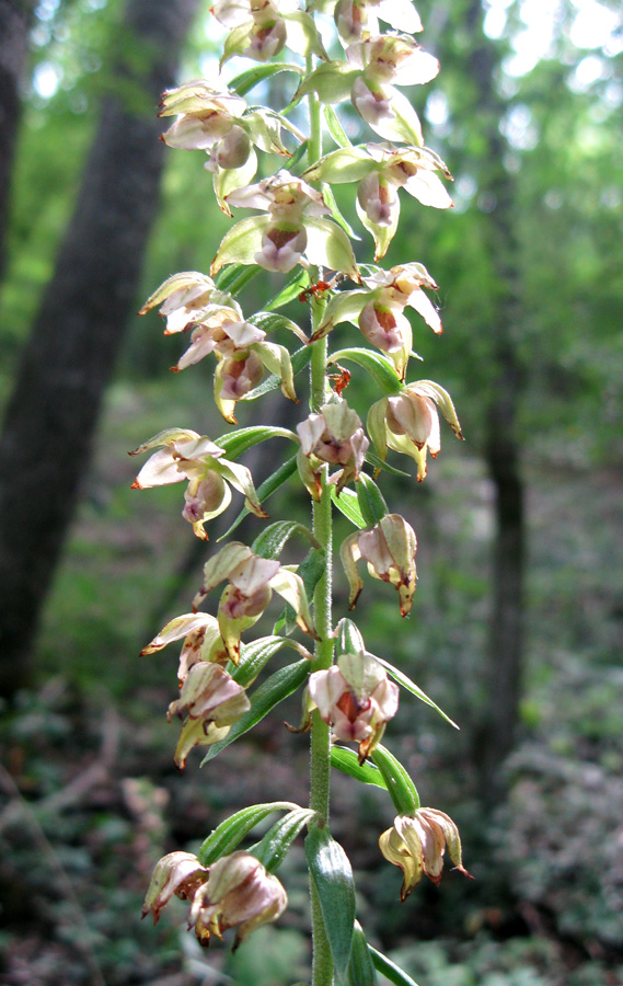 Изображение особи Epipactis helleborine.