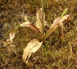 Allium giganteum. Нижняя часть растения. Копетдаг, Чули. Июнь 2011 г.