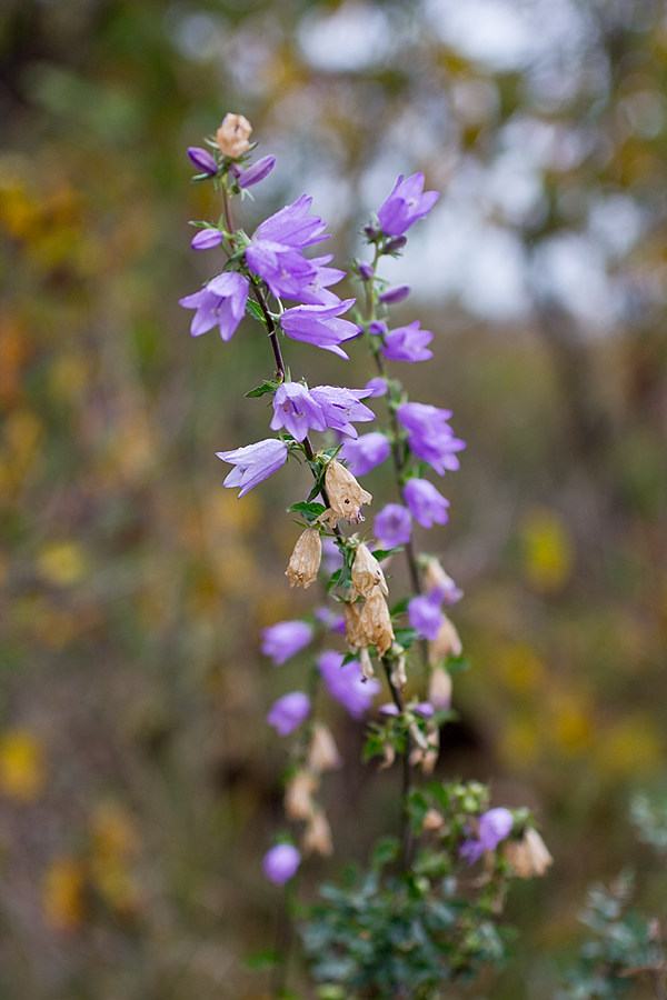 Image of Campanula bononiensis specimen.