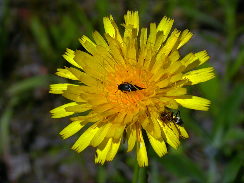 Image of Hypochaeris radicata specimen.