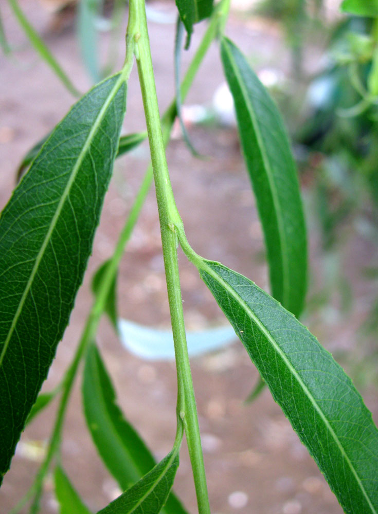 Image of Salix babylonica specimen.