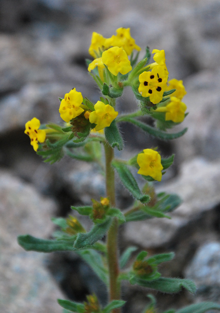 Image of Arnebia guttata specimen.