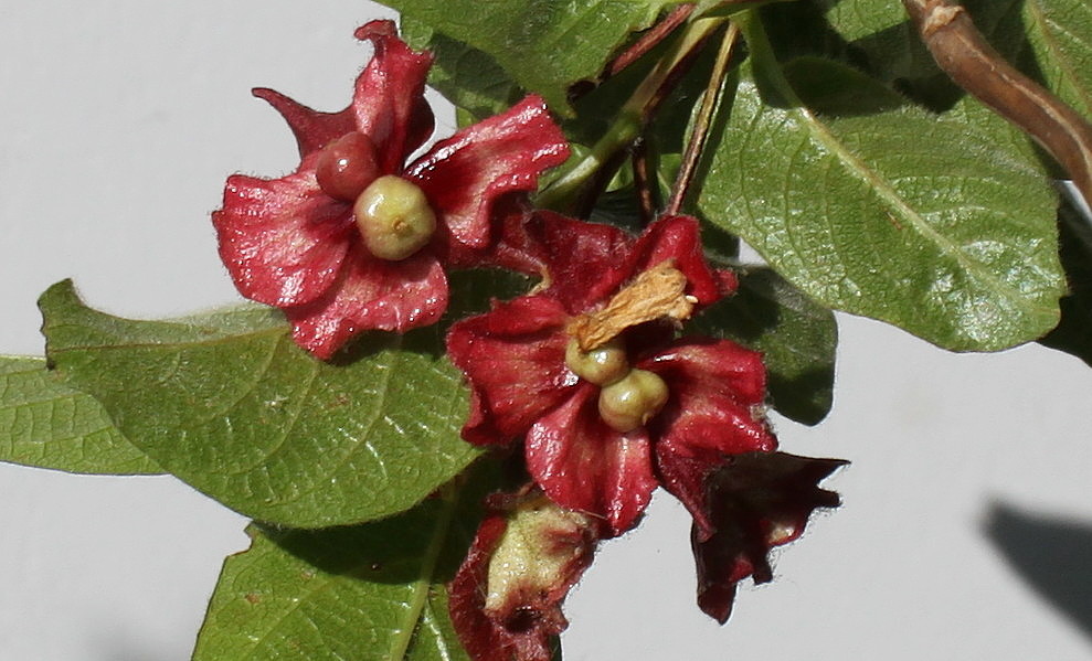 Изображение особи Lonicera involucrata var. ledebourii.