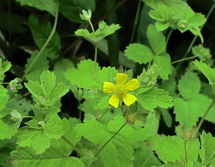 Изображение особи Potentilla centigrana.