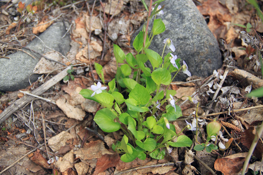 Изображение особи Viola sacchalinensis.