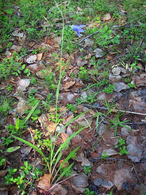 Image of Campanula turczaninovii specimen.