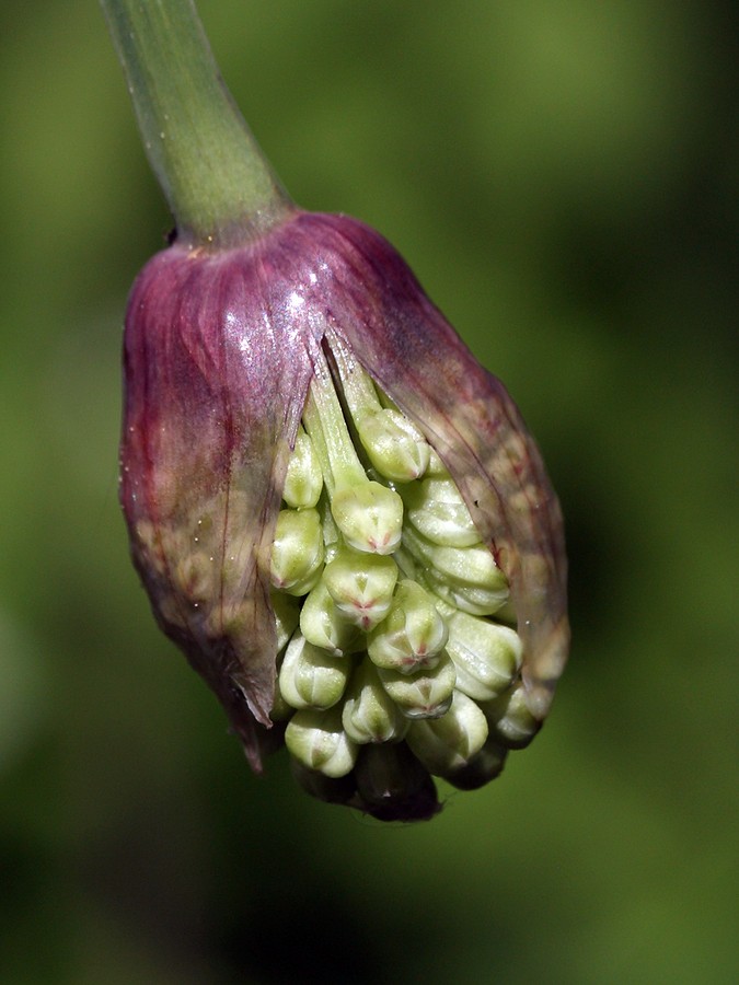 Image of Allium microdictyon specimen.