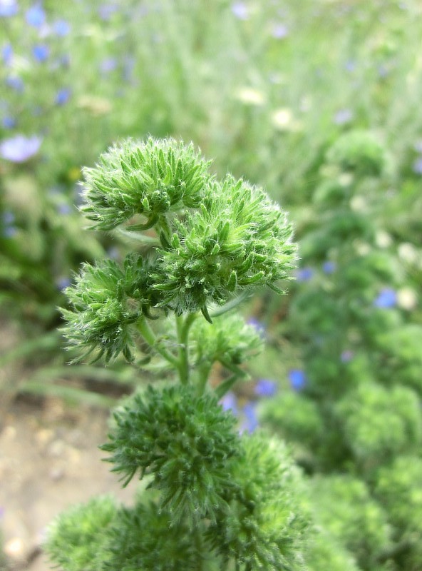 Image of Echium vulgare specimen.