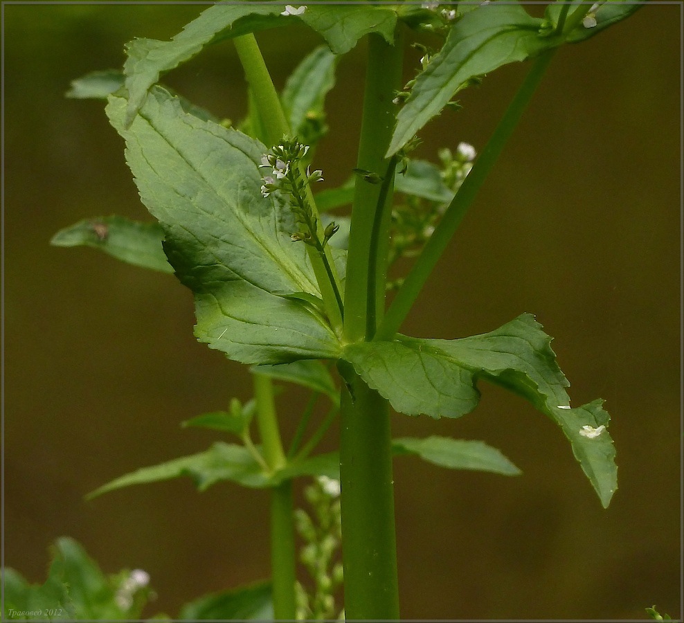 Image of Veronica anagallis-aquatica specimen.