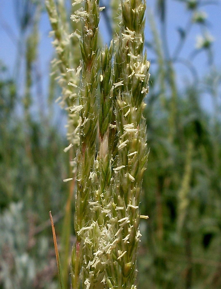 Image of Koeleria macrantha specimen.