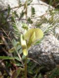 Vicia hybrida. Верхушка стебля с цветком и раскрывающимися бутонами. Южный Берег Крыма, гора Аю-Даг. 1 мая 2009 г.