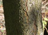 Prunus cerasifera. Часть ствола взрослого дерева ('Nigra'). Германия, г. Krefeld, ботанический сад. 16.09.2012.