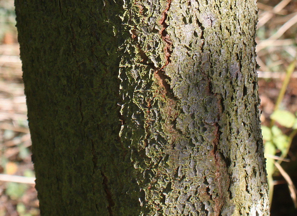 Image of Prunus cerasifera specimen.