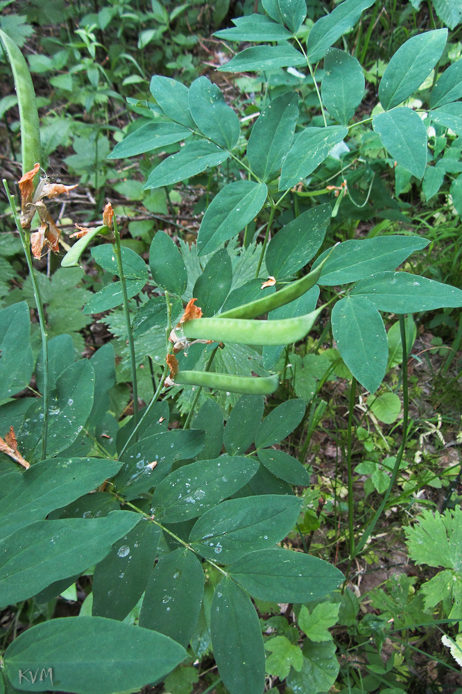 Image of Lathyrus gmelinii specimen.