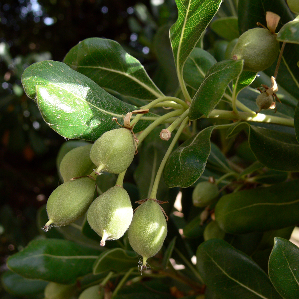 Image of Pittosporum tobira specimen.