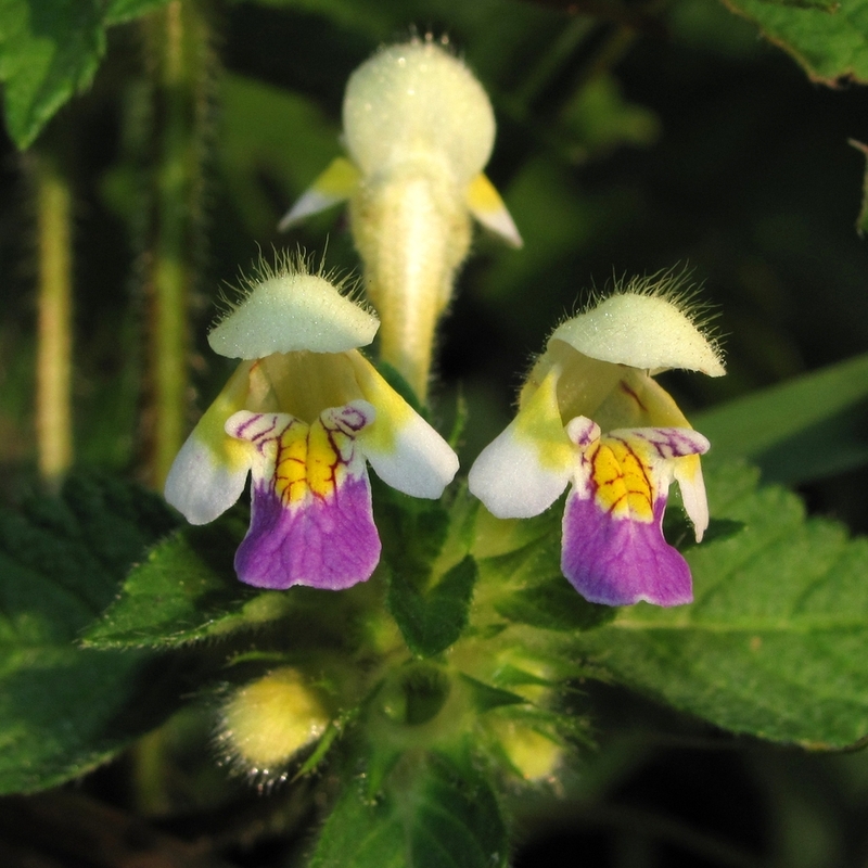 Image of Galeopsis speciosa specimen.